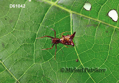 Micrathena sagittata